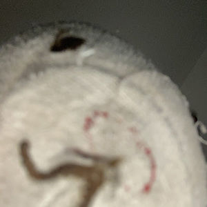 Meet your Posher, Cindy-lou